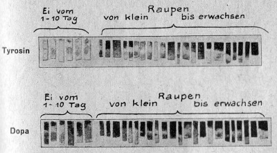 Detailansicht des aktuellen Bildes