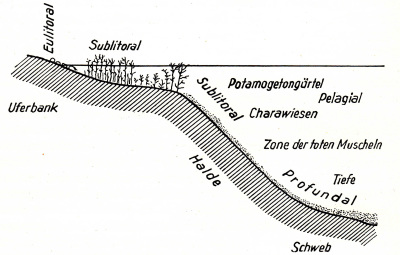 Detailed view of the current image