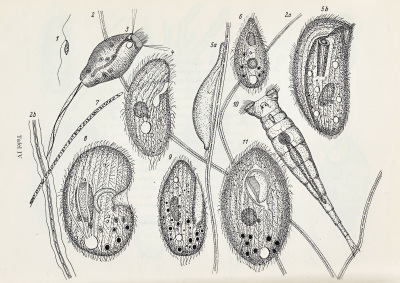 Detailed view of the current image