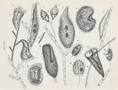 Detailed view of the current image