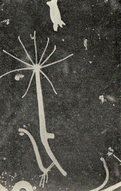 Detailed view of the current image