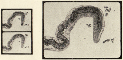 Detailed view of the current image