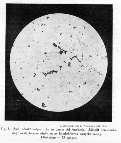 Detailed view of the current image