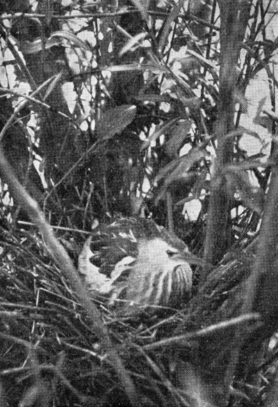 Detailed view of the current image