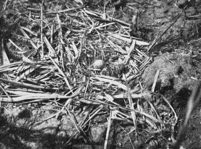 Detailed view of the current image