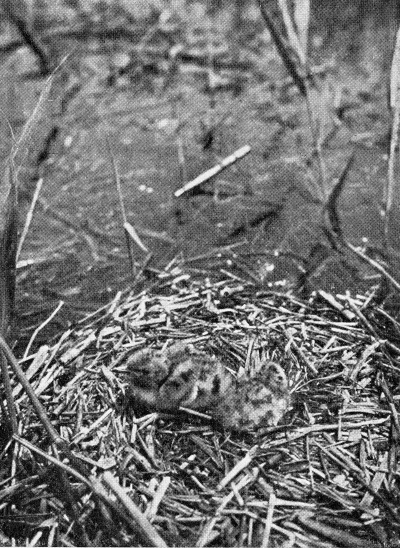 Detailed view of the current image