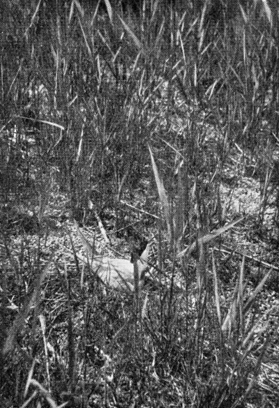 Detailed view of the current image
