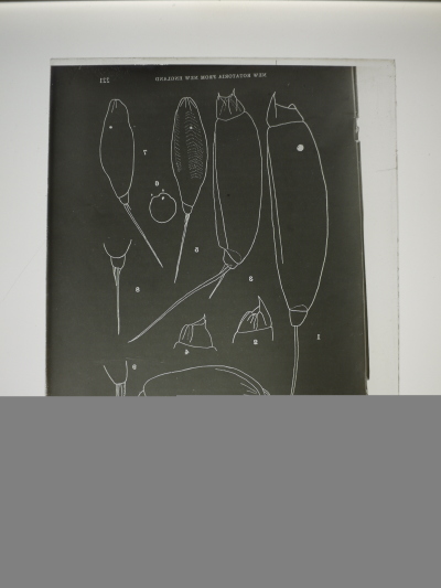 Detailansicht des aktuellen Bildes