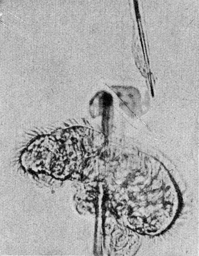 Detailed view of the current image