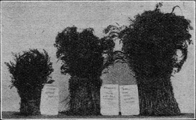 Detailed view of the current image