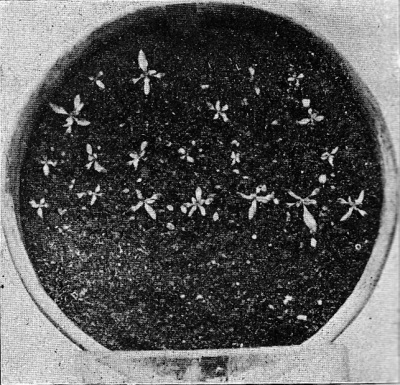 Detailed view of the current image