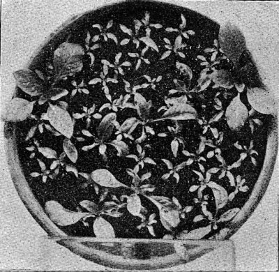 Detailed view of the current image
