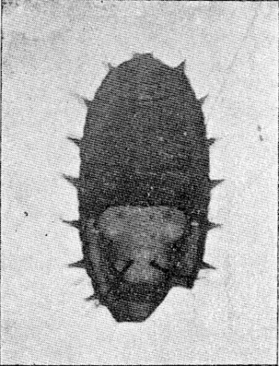 Detailed view of the current image