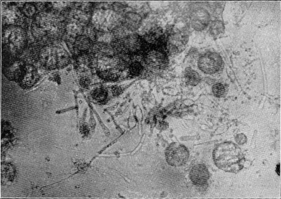 Detailed view of the current image
