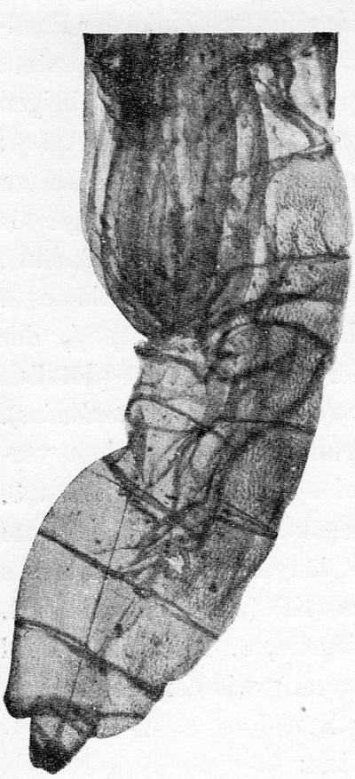 Detailed view of the current image