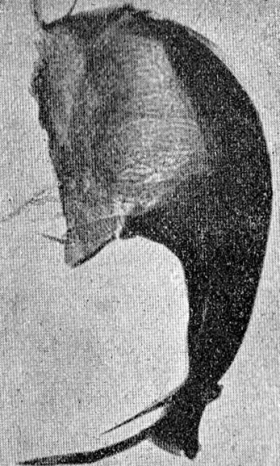 Detailed view of the current image