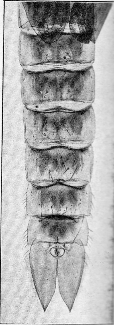 Detailed view of the current image