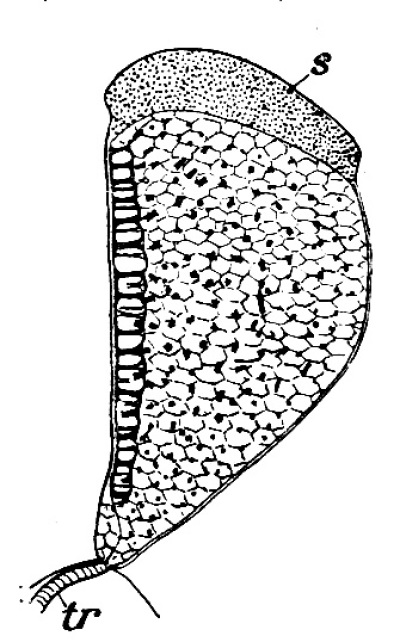Detailed view of the current image