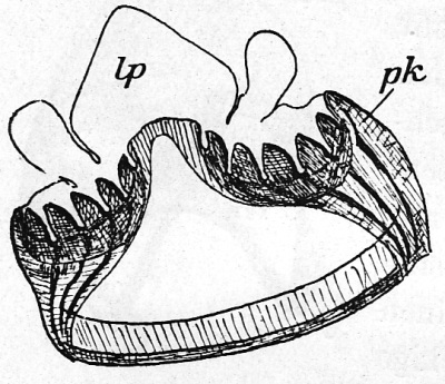 Detailed view of the current image