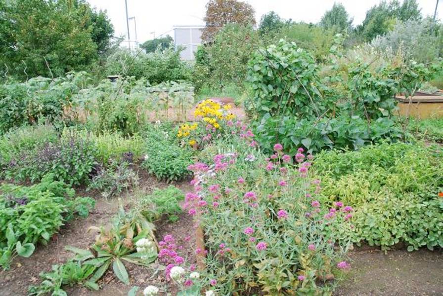 GartenMix Fachgebiet Ökologie BTU CottbusSenftenberg