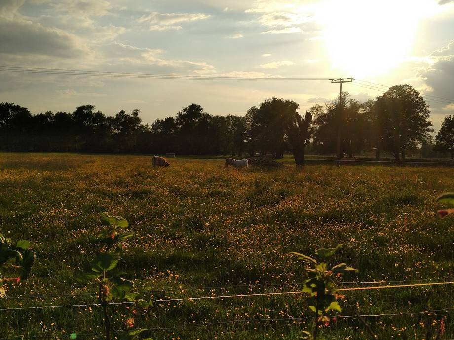 Ökologische Landwirtschaft im Spreewald