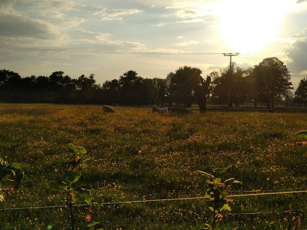 Ökologische Landwirtschaft im Spreewald