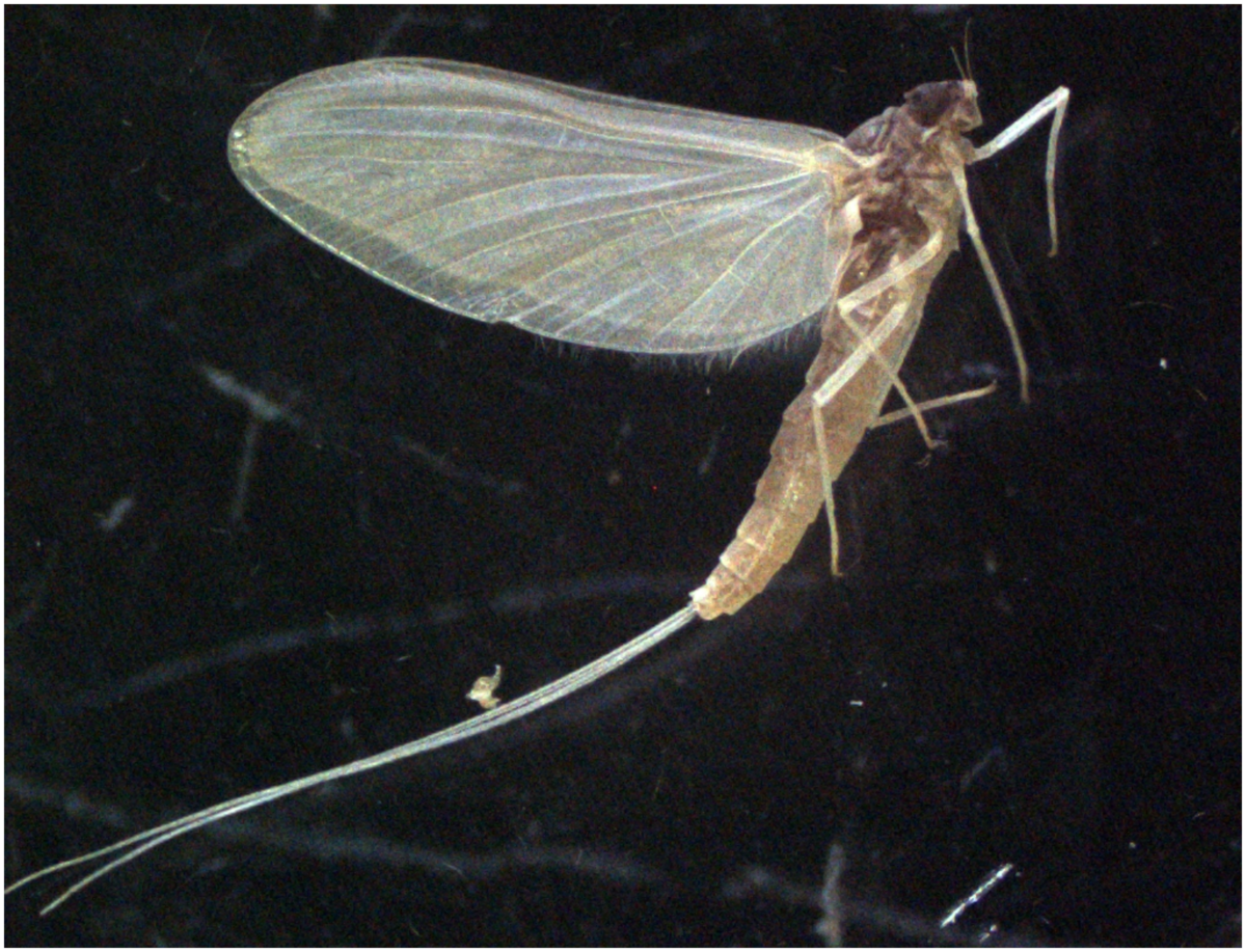 Eintagsfliege