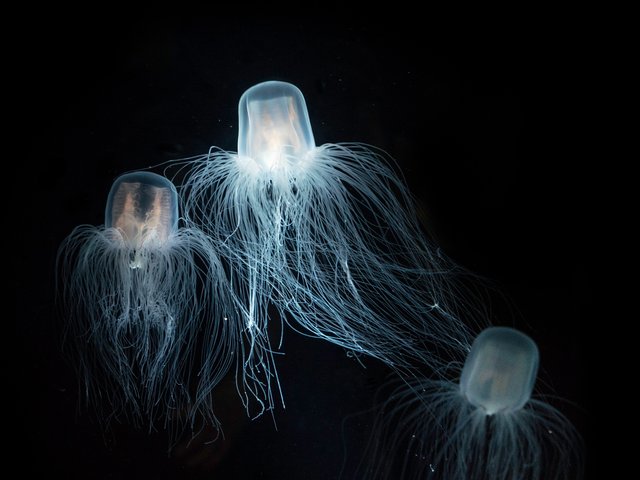 Sea wasps - immortal jellyfish. © Duangkamon - stock.adobe.com