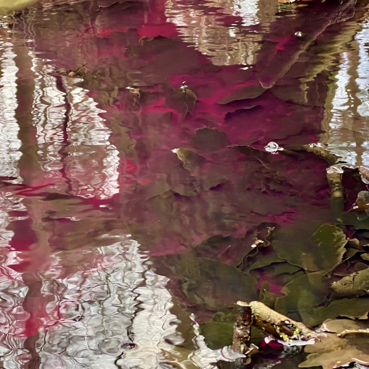 Foto von Schwefelpurpurbakterien in Madlower Kleingewässer