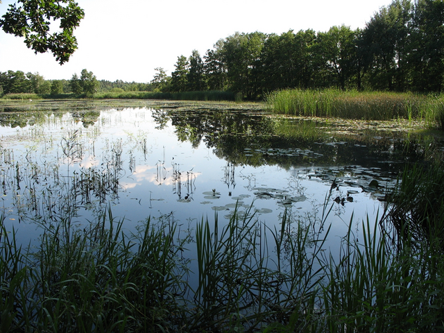 Fischteich Foto: Karl Winkelgrund