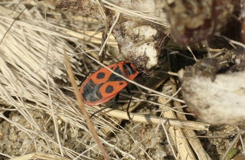 Pyrrhocoris apterus