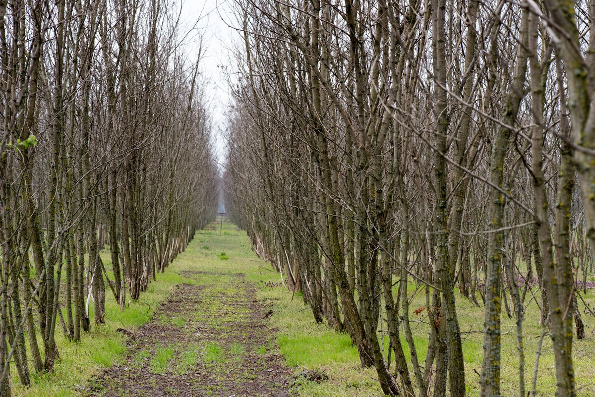 Agroforstfläche in Peickwitz bei Senftenberg