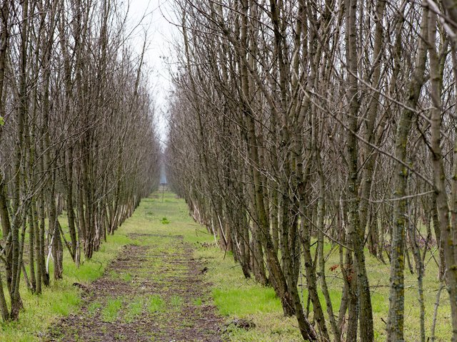 Agroforstfläche in Peickwitz bei Senftenberg