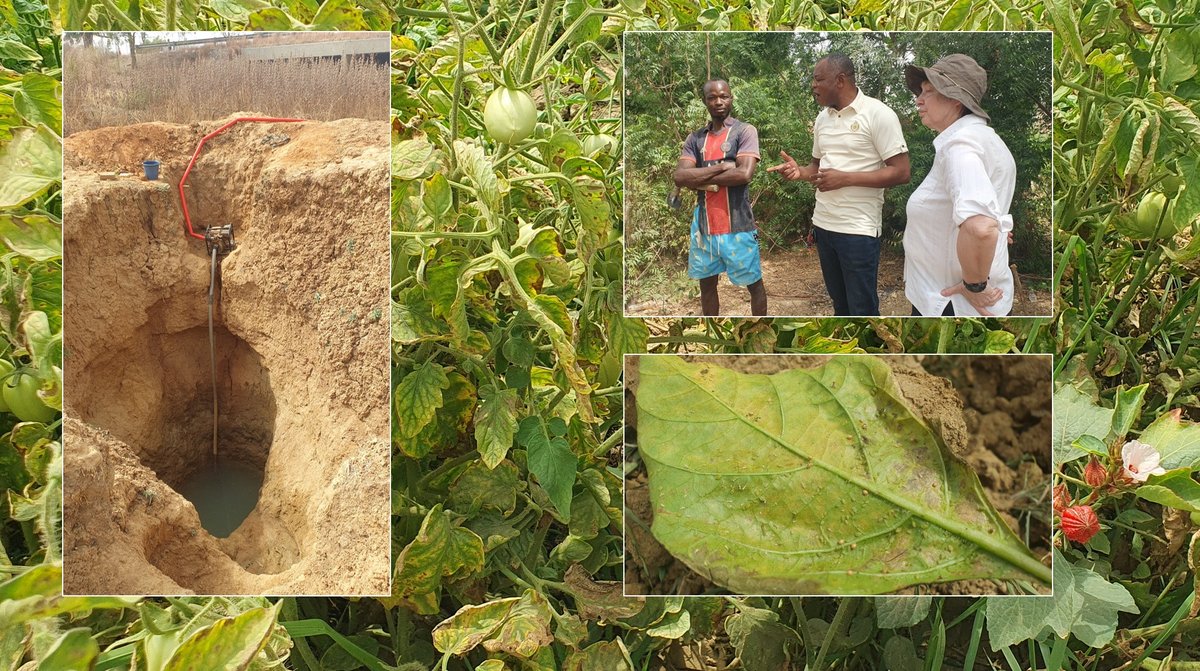 Probleme der Bewässerung und Pflanzenschädlinge auf einer Kleinen Farm in Upper East, Ghana