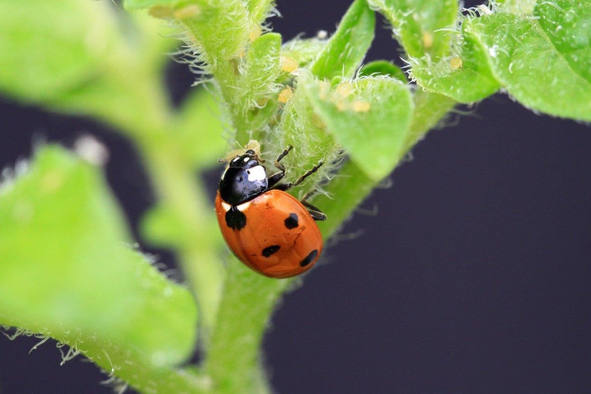 Marienkäfer auf einem Blatt