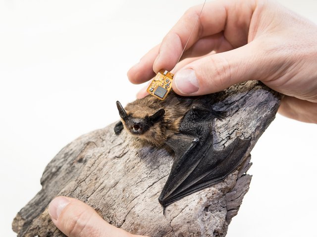Fledermaus mit Sensor