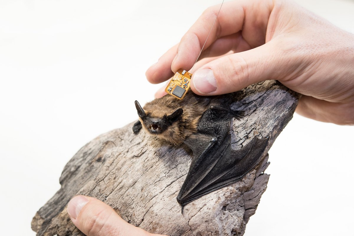 Fledermaus mit Sensor