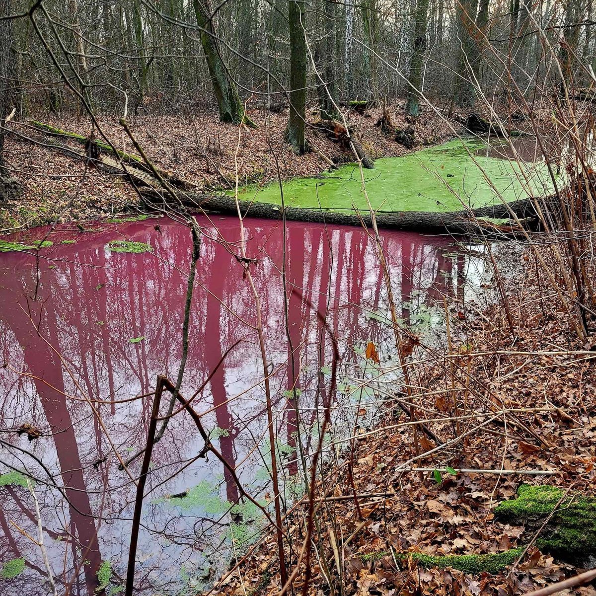 Foto von Kleingewässer in Madlow Cottbus
