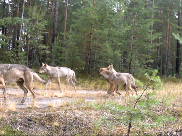 Wolves run in a pine forest 