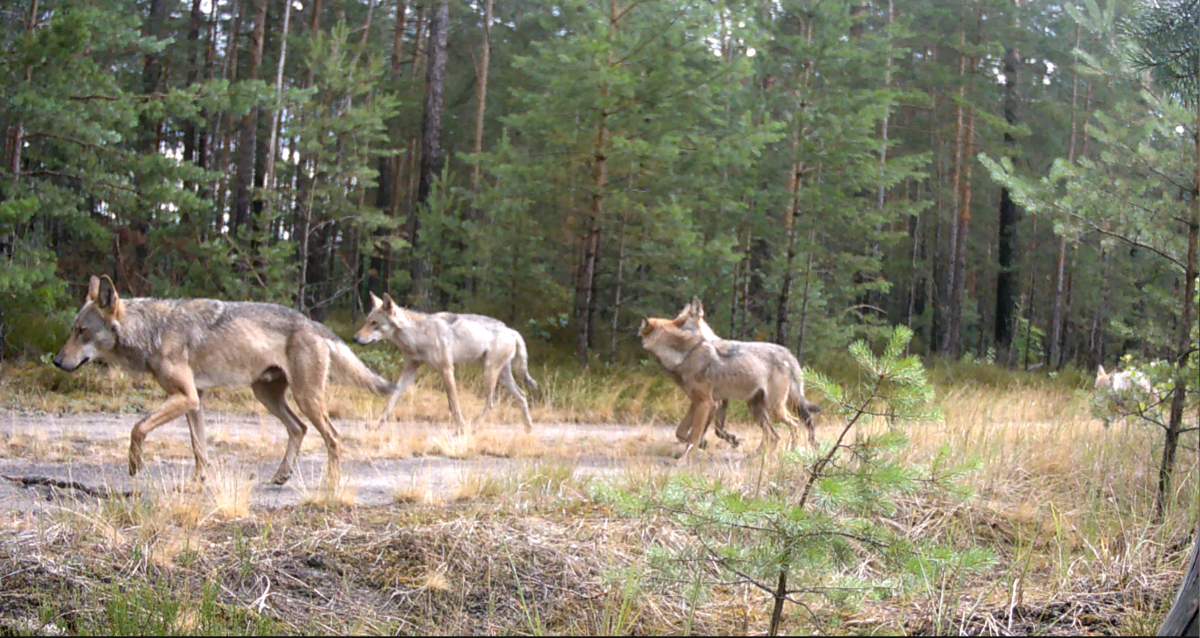 Wölfe laufen in einem Kiefernwald 