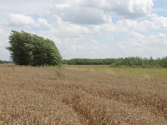 Ein Feld im Vordergrund neben einem Baum im Hintergrund
