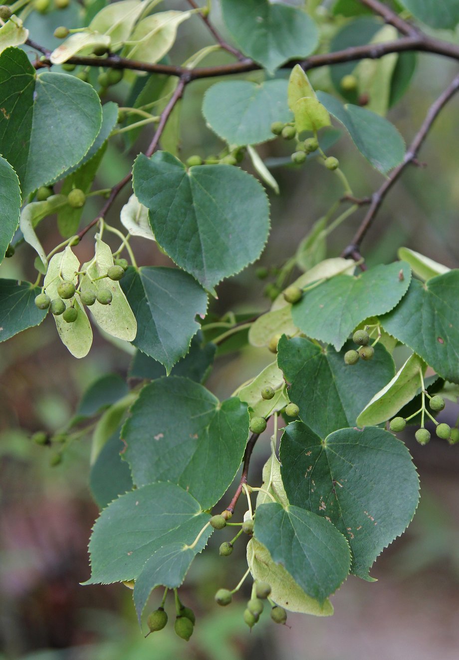 Winterlinde (Tilia cordata); Foto: R. Grube