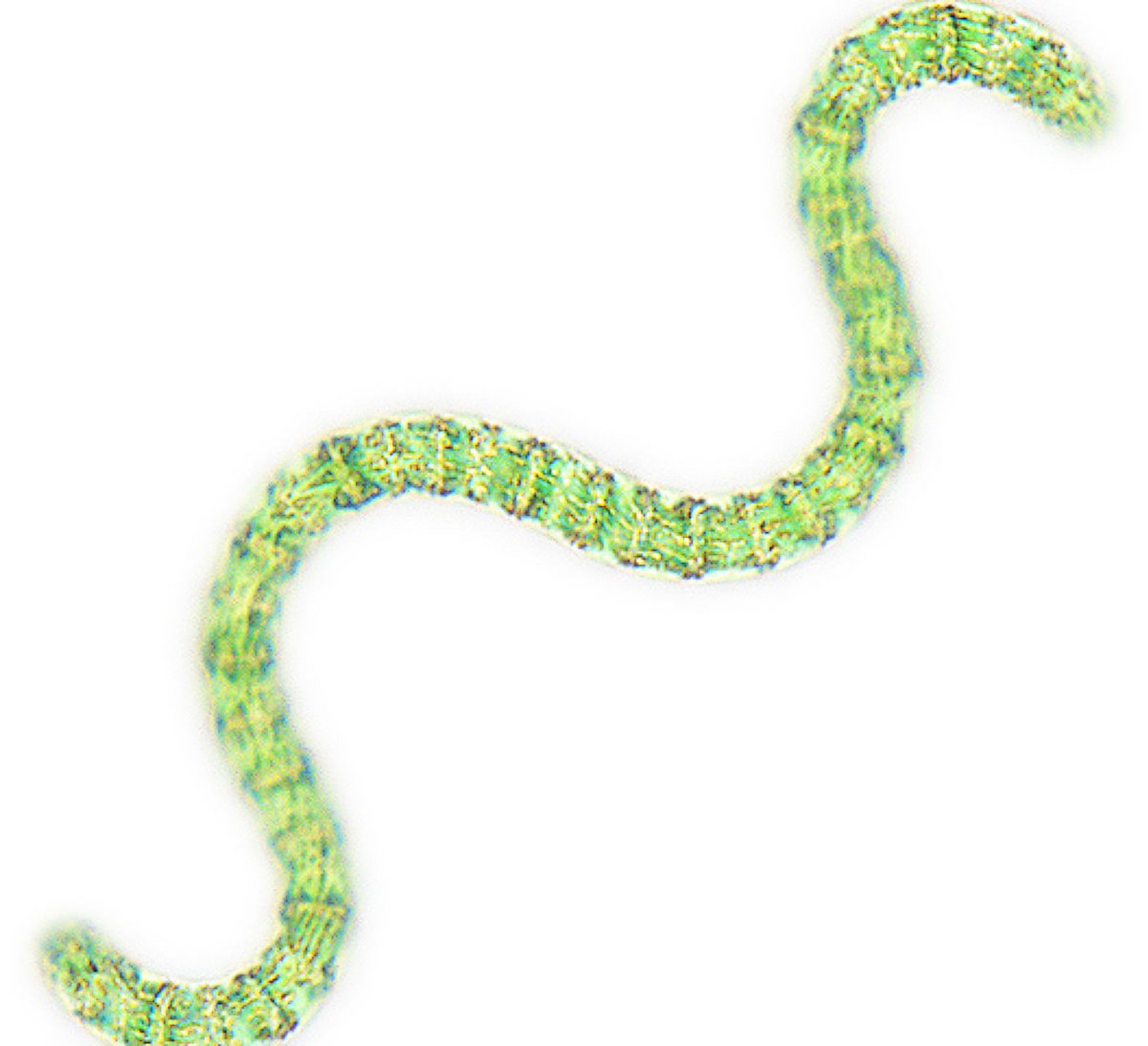 Grüne spiralförmige Mikroalge