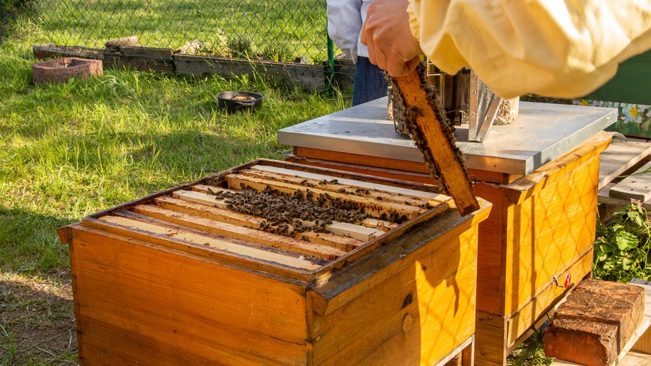 beekeeper and beehive on campus