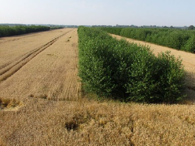 Agroforstsysteme