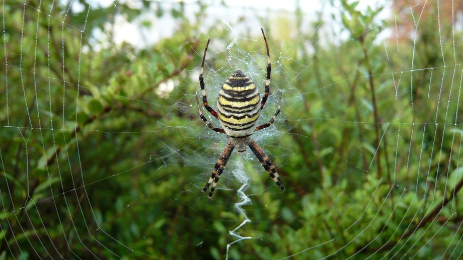 Zebraspinne (Argiope bruennichi); Foto: B. Seidl-Lampa, 02.09.2008