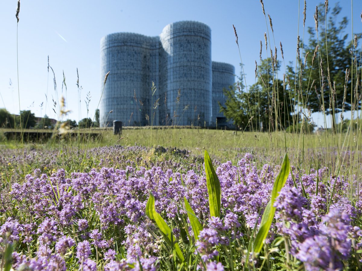 [Translate to Englisch:] Wildblumenwiese im Sommer vor dem IKMZ