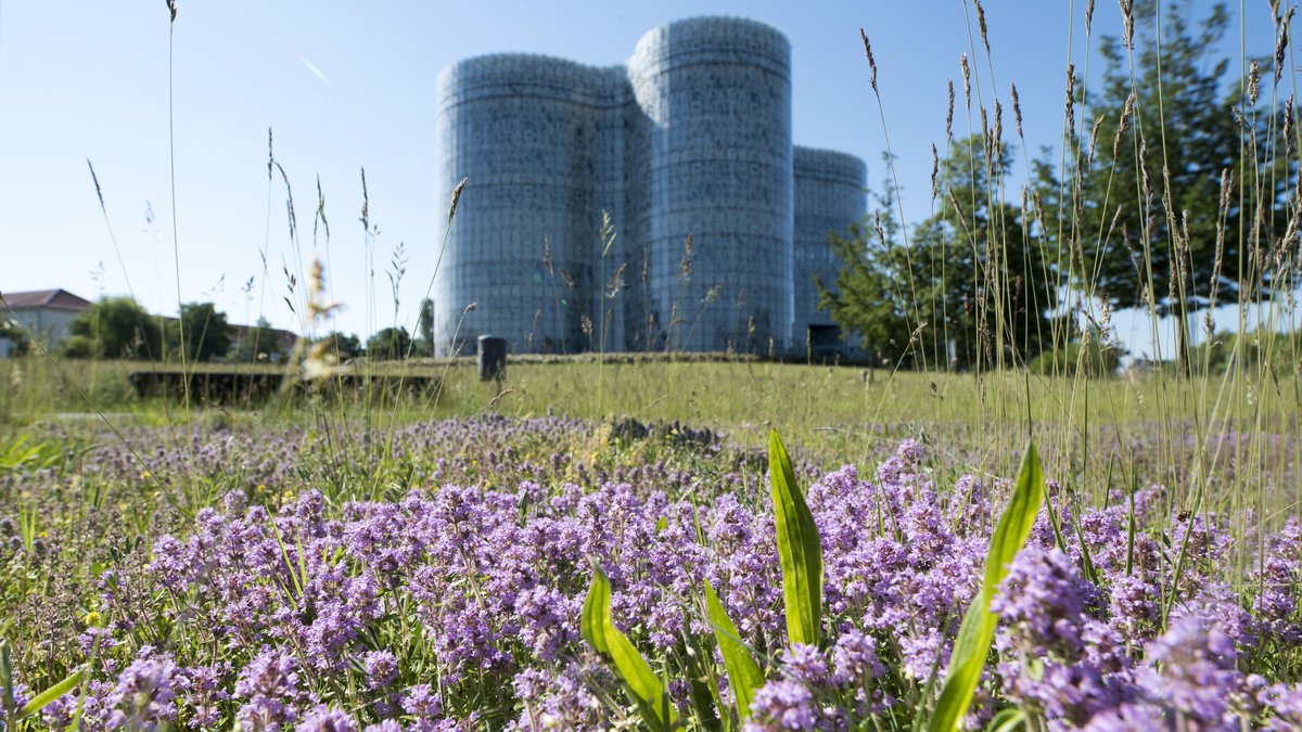 Blumenwiese vor dem IKMZ im Sommer