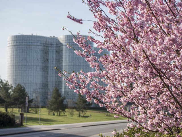 IKMZ Gebäude Baum Kirschblüte