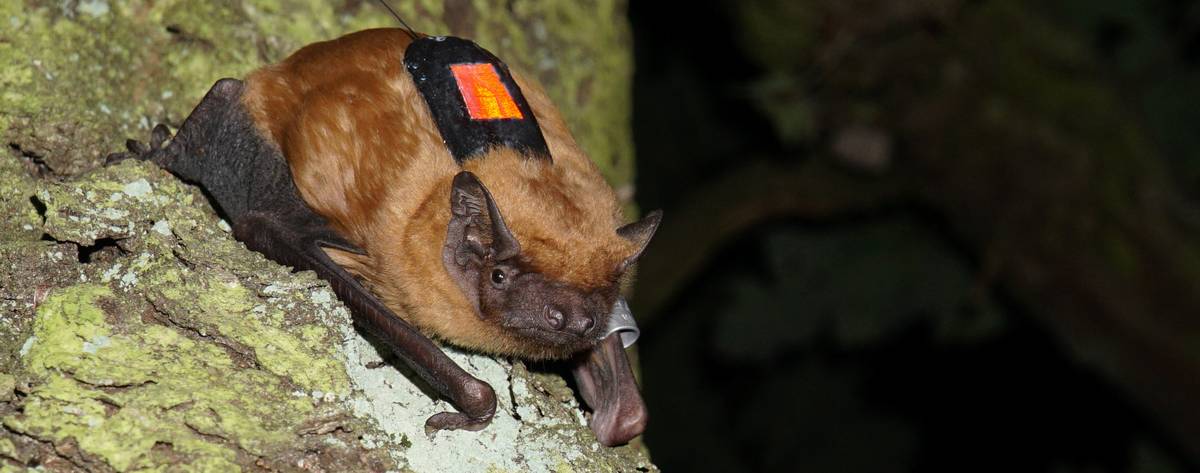 Fledermaus mit Sensor auf dem Rücken